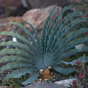 Boophone-haemanthoides-Amaryllidaceae-SAfrica-UCBerk-Bot-Gard-2012-12-13-IMG 6855