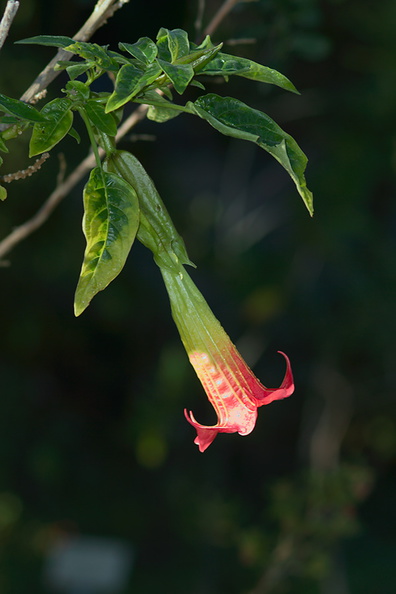 Brugmansia-sanguinea-red-angels-trumpet-Peru-UCBerk-Bot-Gard-2012-12-13-IMG_6902.jpg