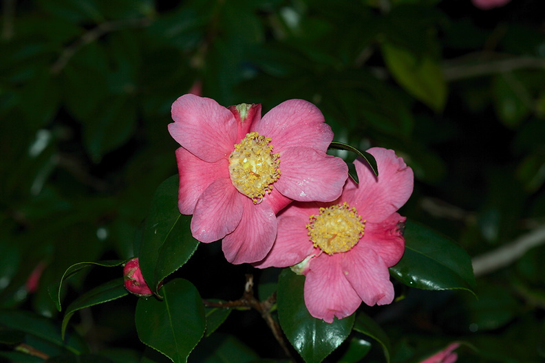 Camellia-japonica-UCBerk-Bot-Gard-2012-12-13-IMG_6891.jpg