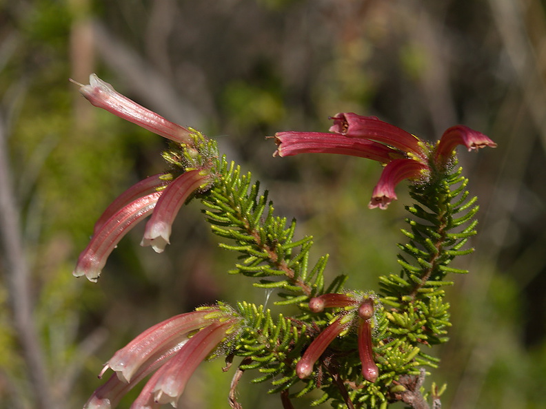 Erica-glandulosa-SAfrica-UCBerk-Bot-Gard-2012-12-13-IMG 6862