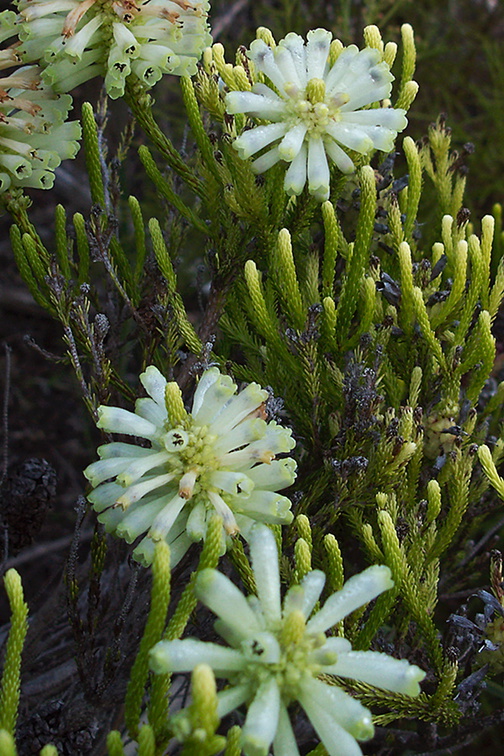 Ericaceae-indet-white-tubular-flowers-UCBerk-Bot-Gard-2012-12-13-IMG 2968