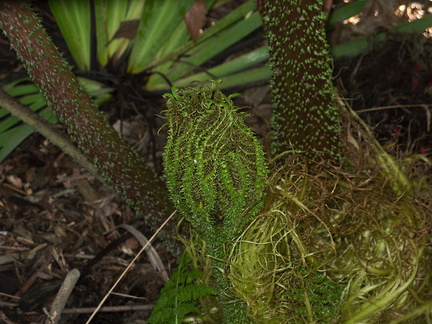 Gunnera-chilensis-leaf-bud-UCBerk-Bot-Gard-2012-12-13-IMG 3042