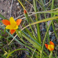 Homeria-elegans-yellow-and-orange-Iridiaceae-UCBerkeley-Bot-Gard-2013-03-01-IMG 0126