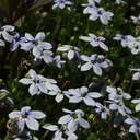 Isotoma-fluviatilis-blue-star-creeper-NZ-Berkeley-2010-05-22-IMG 5303
