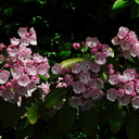 Kalmia-latifolia-mountain-laurel-Berkeley-2010-05-22-IMG 5487
