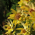 Leucadendron-tinctum-yellow-Proteaceae-UCBerkeley-Bot-Gard-2013-03-01-IMG 0109