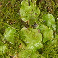 Lunaria-cruciata-thallose-liverwort-UCBerk-Bot-Gard-2012-12-13-IMG_6937.jpg
