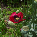 Papaver-somniferum-opium-poppy-Berkeley-2010-05-22-IMG_5423.jpg