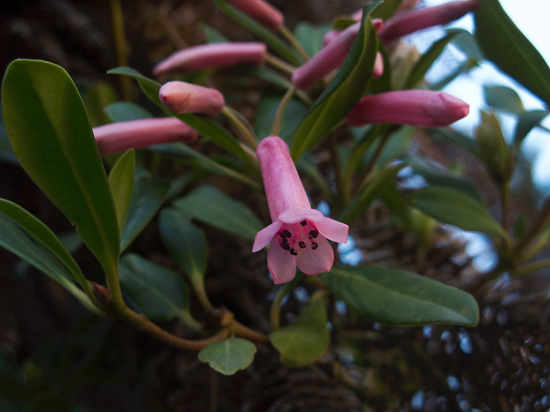 Rhododendron-celebicum-sect-Vireya-UCBerk-Bot-Gard-2012-12-13-IMG_3052.jpg