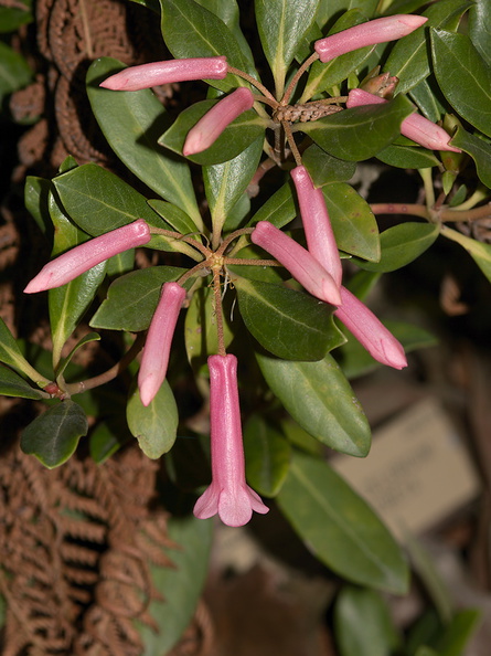 Rhododendron-celebicum-sect-Vireya-UCBerk-Bot-Gard-2012-12-13-IMG_6947.jpg