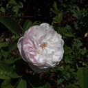 Rosa-alba-cv-Berkeley-2010-05-22-IMG 5387
