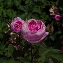 Rosa-centifolia-cv-spong-Berkeley-2010-05-22-IMG 5379