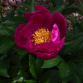 Rosa-rugosa-chinese-medicinal-garden-Berkeley-2010-05-22-IMG 5442