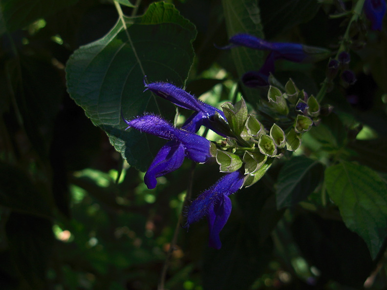 Salvia-mexicana-royal-blue-UCBerk-Bot-Gard-2012-12-13-IMG_3031.jpg
