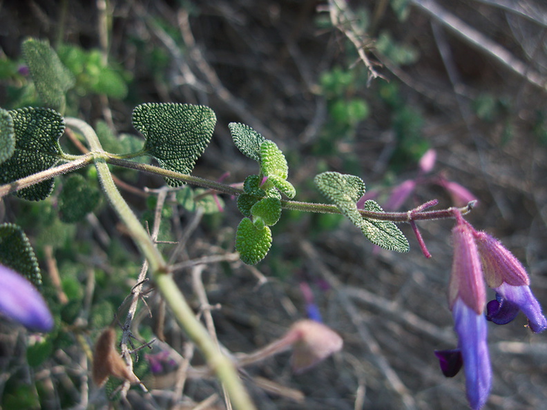 Salvia-semiatrata-bicolor-sage-blue-light-blue-Mexico-UCBerk-Bot-Gard-2012-12-13-IMG 3018