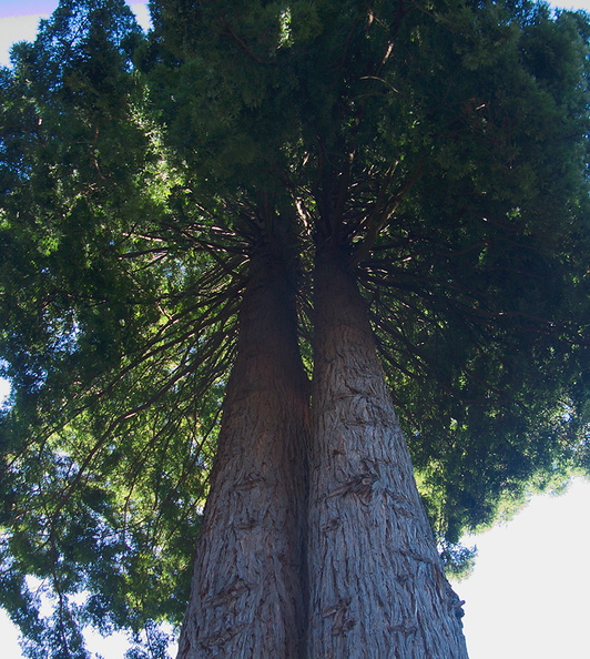Sequoia-sempervirens-coastal-redwood-UCBerk-Bot-Gard-2012-12-13-IMG 2982