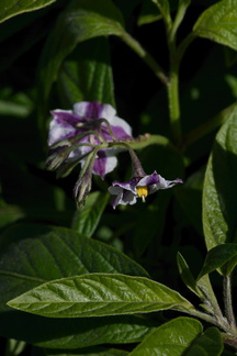 Solanum-muricatum-pepino-dulce-UCBerk-Bot-Gard-2012-12-13-IMG 6912