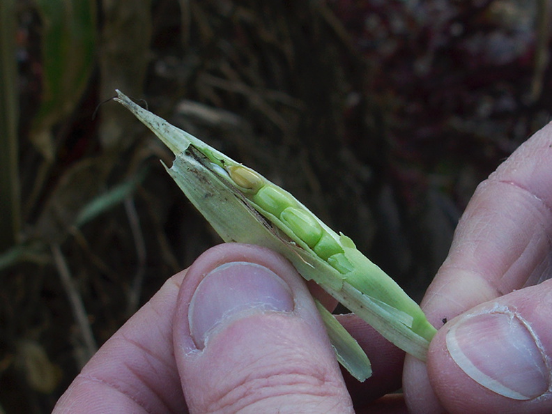 Zea-mays-ssp-mexicana-teosinte-corn-ear-UCBerk-Bot-Gard-2012-12-13-IMG 3011