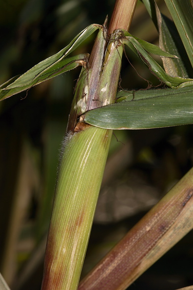Zea-mays-ssp-mexicana-teosinte-corn-ear-UCBerk-Bot-Gard-2012-12-13-IMG 6922