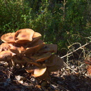 mushroom-ochre-gill-UCBerk-Bot-Gard-2012-12-13-IMG 2984