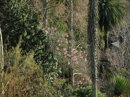 silk-floss-tree-Ceiba-speciosa-UCBerkeley-Bot-Gard-2013-03-01-IMG 0123