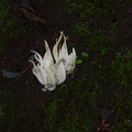 white-finger-like-fungus-in-leaf-litter-UCBerk-Bot-Gard-2012-12-13-IMG 2977