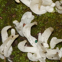 white-finger-like-fungus-in-leaf-litter-UCBerk-Bot-Gard-2012-12-13-IMG 6899