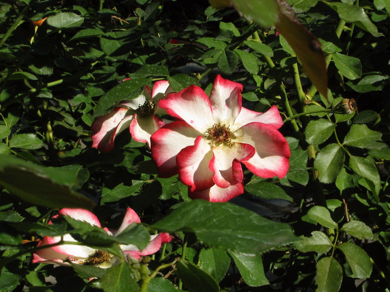 rose-cultivar-white-red-outline-beckman-2008-11-07-IMG_1548.jpg