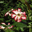rose-cultivar-white-red-outline-beckman-2008-11-07-IMG 1548