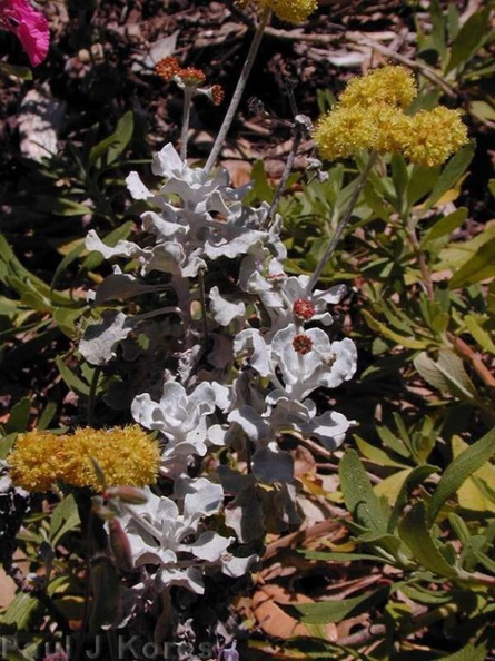 Eriogonum-crocatum-Conejo-plant1-2003-04-11