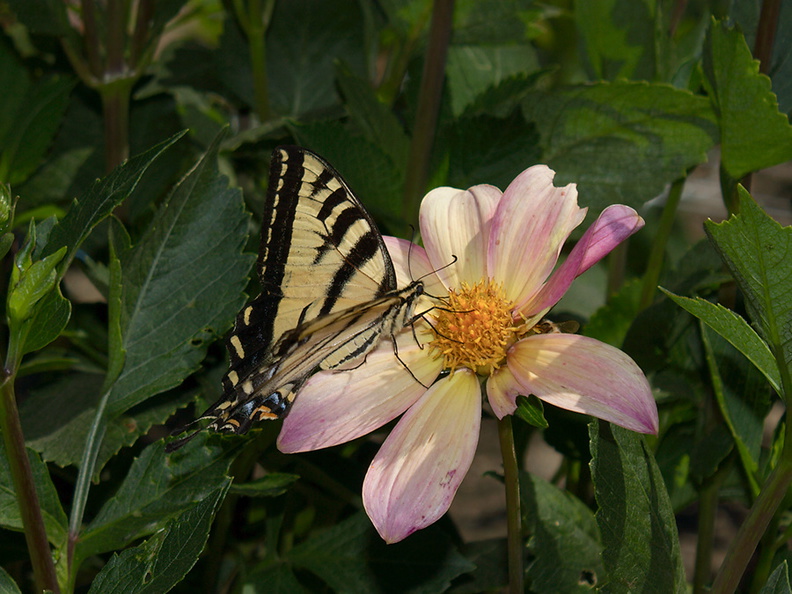 monarch-butterfly-among-dahlias-Dahlia-House-Casitas-2011-09-04-IMG_3346.jpg