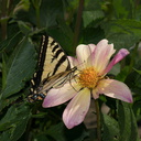 monarch-butterfly-among-dahlias-Dahlia-House-Casitas-2011-09-04-IMG 3346