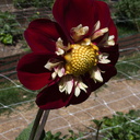 striking-red-wild-type-inner-ring-tiny-white-petals-Dahlia-House-Casitas-2011-09-04-IMG 9613