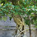 Bonsai-garden-cork-oak-Huntington-Bot-Gard-2010-08-04-IMG 6418