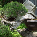 Bonsai-garden-juniper-Huntington-Bot-Gard-2010-08-04-IMG 6408