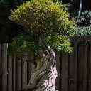 Bonsai-garden-pomegranate-Punica-granatum-Huntington-Bot-Gard-2010-08-04-IMG 6419