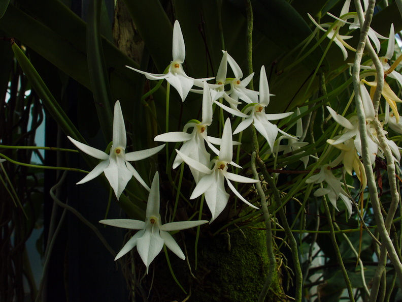 Dendrobium-bracteosum-white-orchid-Huntington-Gardens-2017-04-01-IMG_8076.jpg