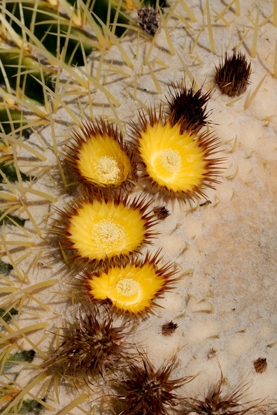 Echinocactus-grusonii-golden-barrel-cactus-Mexico-Huntington-Gardens-2017-04-01-IMG_4621.jpg