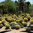 Echinocereus-grusonii-golden-barrel-cactus-garden-Huntington-Bot-Gard-2010-08-04-IMG 6365-big