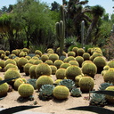 Echinocereus-grusonii-golden-barrel-cactus-garden-Huntington-Bot-Gard-2010-08-04-IMG 6365