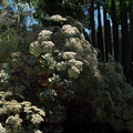 Eriogonum-giganteum-St-Catherines-lace-Huntington-Bot-Gard-2010-08-04-IMG 6360