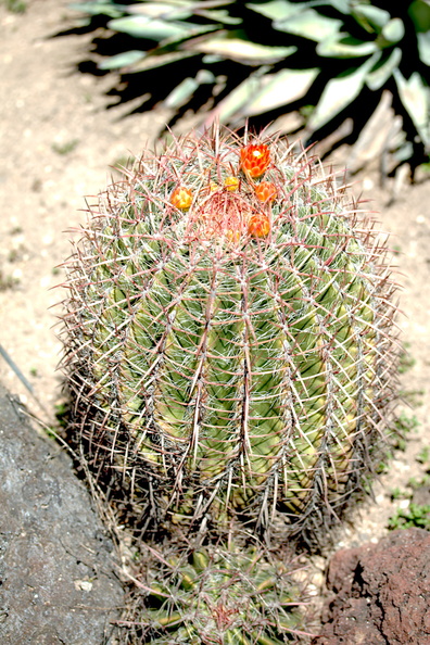 Ferocactus-pilosus-red-flowering-barrel-cactus-Huntington-Gardens-2017-04-01-IMG_4593.jpg