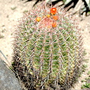 Ferocactus-pilosus-red-flowering-barrel-cactus-Huntington-Gardens-2017-04-01-IMG 4593