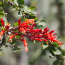 Fouquieria-diguetii-red-flowers-Mexico-Huntington-Gardens-2017-04-01-IMG 4605