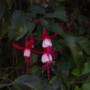 Fuchsia-sp-red-and-white-Huntington-Gardens-2017-04-01-IMG 8101