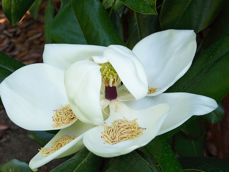 Magnolia-grandflora-flower-Huntington-Bot-Gard-2010-08-04-IMG_6371.jpg