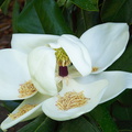 Magnolia-grandflora-flower-Huntington-Bot-Gard-2010-08-04-IMG 6371