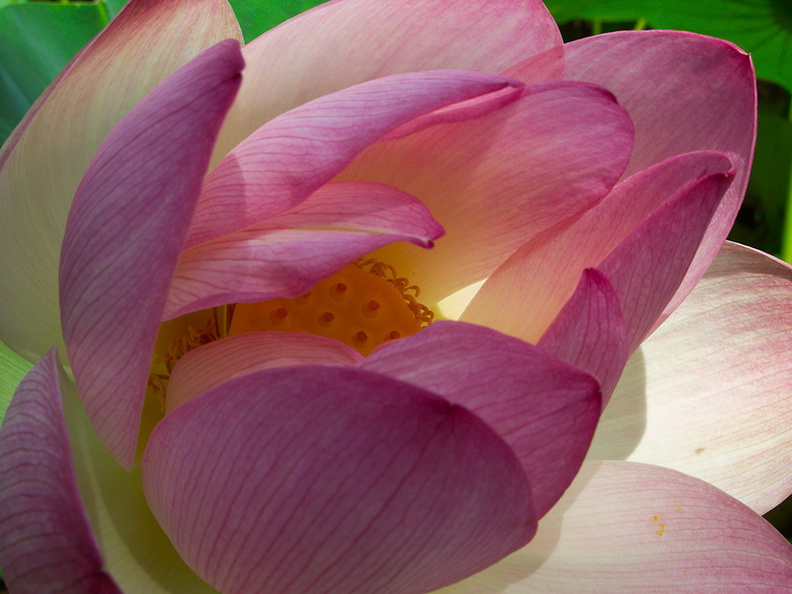 Nelumbo-nucifera-pink-sacred-lotus-flowers-Huntington-Bot-Gard-2010-08-04-IMG_6379.jpg
