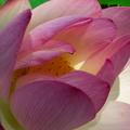 Nelumbo-nucifera-pink-sacred-lotus-flowers-Huntington-Bot-Gard-2010-08-04-IMG 6379