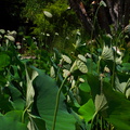 Nelumbo-nucifera-pink-sacred-lotus-fruits-Huntington-Bot-Gard-2010-08-04-IMG 6385